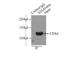 TTI1 Rabbit anti-Human, Polyclonal, Proteintech:Antibodies:Primary Antibodies
