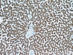 AGXT Rabbit anti-Human, Mouse, Polyclonal, Proteintech 150 &mu;L; Unconjugated:Antibodies,