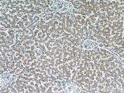 Syntenin-1 Rabbit anti-Human, Polyclonal, Proteintech:Antibodies:Primary