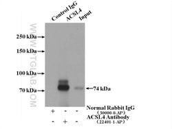 ACSL4/FACL4 Rabbit anti-Human, Polyclonal, Proteintech 150 &mu;L; Unconjugated:Antibodies,