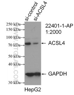 ACSL4/FACL4 Rabbit anti-Human, Polyclonal, Proteintech 150 &mu;L; Unconjugated:Antibodies,