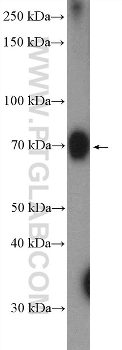 ZCCHC7 Rabbit anti-Human, Polyclonal, Proteintech 150 &mu;L; Unconjugated:Antibodies,