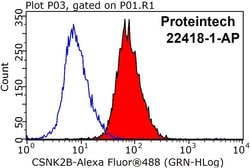 Casein Kinase 2 beta Rabbit anti-Human, Mouse, Polyclonal, Proteintech