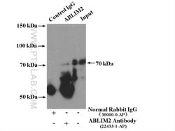 ABLIM2 Rabbit anti-Human, Mouse, Rat, Polyclonal, Proteintech:Antibodies:Primary