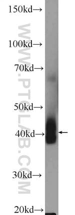 Thumbnail_NKX3-2 Rabbit anti-Human, Mouse, Polyclonal, Proteintech 20 &mu;L; Unconjugated:Anticorps,
