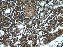 AIRE Rabbit anti-Human, Mouse, Polyclonal, Proteintech 150 &mu;L; Unconjugated:Antibodies,