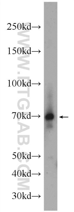 AIRE Rabbit anti-Human, Mouse, Polyclonal, Proteintech 150 &mu;L; Unconjugated:Antibodies,