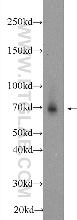 AIRE Rabbit anti-Human, Mouse, Polyclonal, Proteintech 150 &mu;L; Unconjugated:Antibodies,