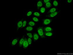 ELF1 Rabbit anti-Human, Mouse, Polyclonal, Proteintech:Antibodies:Primary