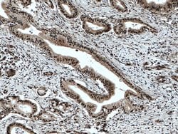 ELF1 Rabbit anti-Human, Mouse, Polyclonal, Proteintech:Antibodies:Primary