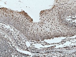 ELF1 Rabbit anti-Human, Mouse, Polyclonal, Proteintech:Antibodies:Primary