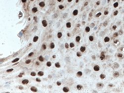ELF1 Rabbit anti-Human, Mouse, Polyclonal, Proteintech:Antibodies:Primary