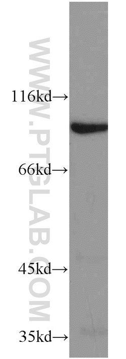 ELF1 Rabbit anti-Human, Mouse, Polyclonal, Proteintech:Antibodies:Primary