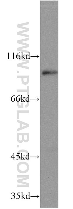 ELF1 Rabbit anti-Human, Mouse, Polyclonal, Proteintech:Antibodies:Primary