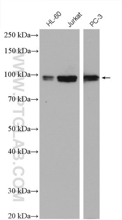ELF1 Rabbit anti-Human, Mouse, Polyclonal, Proteintech:Antibodies:Primary