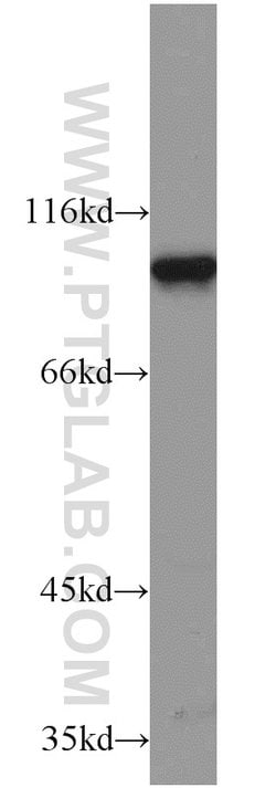 ELF1 Rabbit anti-Human, Mouse, Polyclonal, Proteintech:Antibodies:Primary