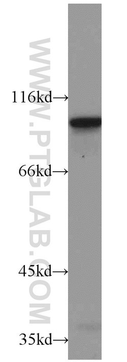 ELF1 Rabbit anti-Human, Mouse, Polyclonal, Proteintech:Antibodies:Primary