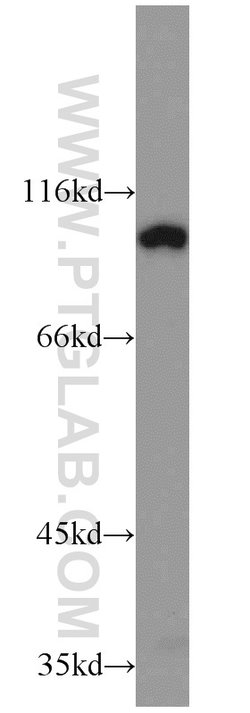 ELF1 Rabbit anti-Human, Mouse, Polyclonal, Proteintech:Antibodies:Primary