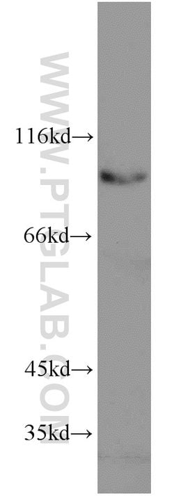 ELF1 Rabbit anti-Human, Mouse, Polyclonal, Proteintech:Antibodies:Primary