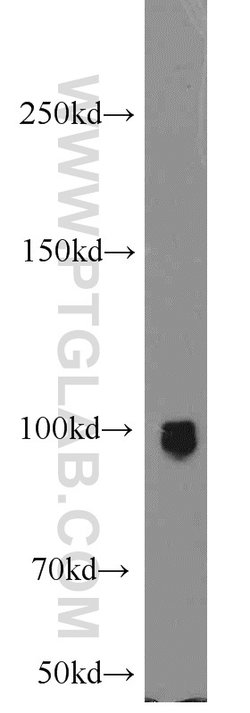 ELF1 Rabbit anti-Human, Mouse, Polyclonal, Proteintech:Antibodies:Primary