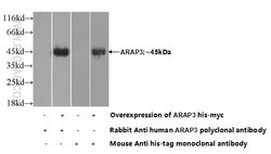 ARAP3 Rabbit anti-Human, Polyclonal, Proteintech 150 &mu;L; Unconjugated:Antibodies,