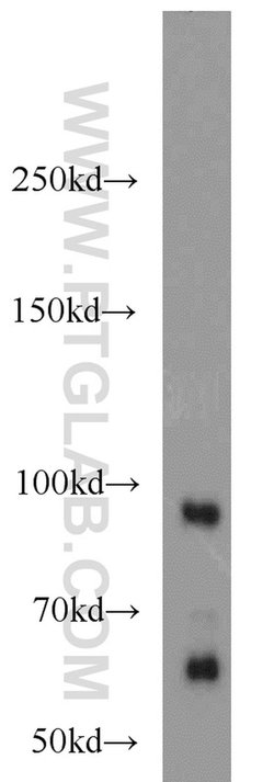 PRICKLE1 Rabbit anti-Human, Mouse, Polyclonal, Proteintech:Antibodies:Primary