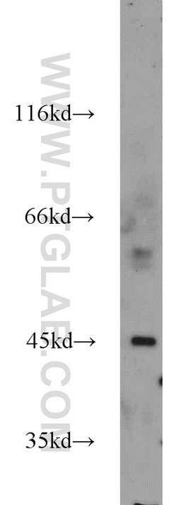 ESRRB Rabbit anti-Human, Mouse, Rat, Polyclonal, Proteintech:Anticorps:Anticorps