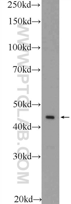 ESRRB Rabbit anti-Human, Mouse, Rat, Polyclonal, Proteintech:Anticorps:Anticorps