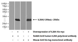 IL-28A Rabbit anti-Human, Polyclonal, Proteintech 150 &mu;L; Unconjugated:Antibodies,