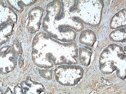 DNASE2B Rabbit anti-Human, Polyclonal, Proteintech:Antibodies:Primary Antibodies