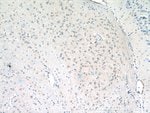 Thumbnail_HES5 Rabbit anti-Human, Mouse, Rat, Polyclonal, Proteintech:Antibodies:Primary