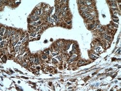 A4GNT Rabbit anti-Human, Mouse, Rat, Polyclonal, Proteintech:Antibodies:Primary
