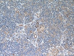 A4GNT Rabbit anti-Human, Mouse, Rat, Polyclonal, Proteintech:Antibodies:Primary