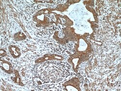 A4GNT Rabbit anti-Human, Mouse, Rat, Polyclonal, Proteintech:Antibodies:Primary