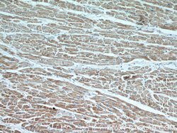 RWDD3 Rabbit anti-Human, Polyclonal, Proteintech:Antibodies:Primary Antibodies