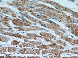 RWDD3 Rabbit anti-Human, Polyclonal, Proteintech:Antibodies:Primary Antibodies