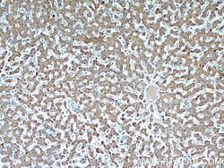 RWDD3 Rabbit anti-Human, Polyclonal, Proteintech:Antibodies:Primary Antibodies
