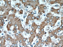 RWDD3 Rabbit anti-Human, Polyclonal, Proteintech:Antibodies:Primary Antibodies
