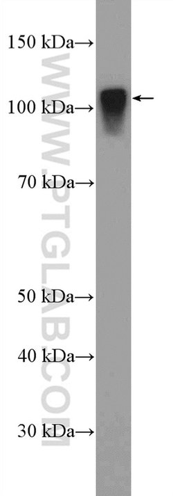 Proteintech SARDH Rabbit anti-Human, Rat, Polyclonal, Proteintech