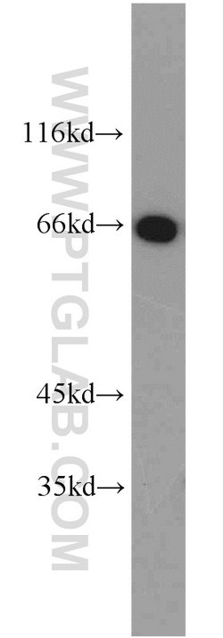 HSF4 Rabbit anti-Human, Mouse, Rat, Polyclonal, Proteintech:Antibodies:Primary