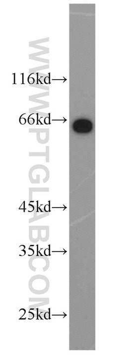 HSF4 Rabbit anti-Human, Mouse, Rat, Polyclonal, Proteintech:Antibodies:Primary