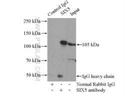 SIX5 Rabbit anti-Human, Polyclonal, Proteintech 20 &mu;L; Unconjugated:Antibodies,