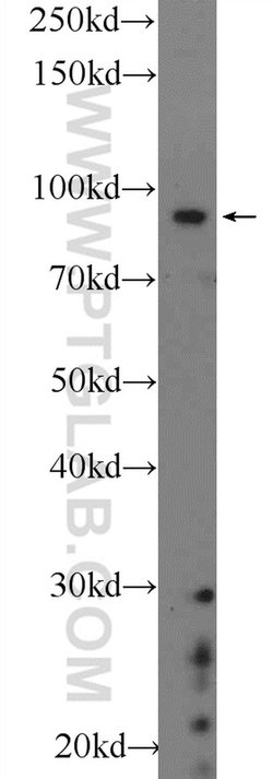 BARD1 Rabbit anti-Human, Polyclonal, Proteintech 150 &mu;L; Unconjugated:Antibodies,