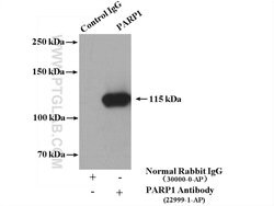 PARP1 Rabbit anti-Human, Mouse, Polyclonal, Proteintech 20 &mu;L; Unconjugated:Antibodies,