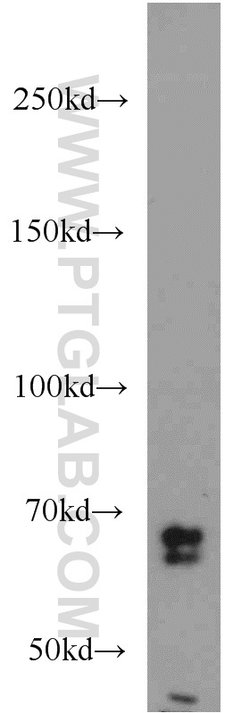 SORCS1 Rabbit anti-Human, Mouse, Polyclonal, Proteintech:Antibodies:Primary