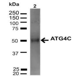 Atg4C Polyclonal Antibody, QED Bioscience 100 &mu;g | Buy Online | Leinco Technologies Inc | Fisher Scientific