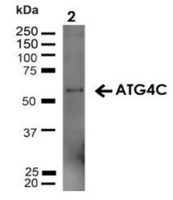 Atg4C Polyclonal Antibody, QED Bioscience 100 &mu;g | Buy Online | Leinco Technologies Inc | Fisher Scientific