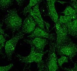 UVRAG Polyclonal Antibody, QED Bioscience 100 &mu;g; Unconjugated:Antibodies,
