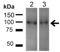 UVRAG Polyclonal Antibody, QED Bioscience 100 &mu;g; Unconjugated:Antibodies,