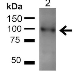 UVRAG Polyclonal Antibody, QED Bioscience 100 &mu;g; Unconjugated:Antibodies,